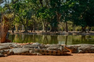 Seronera-Crocodile-farm-34-1080x675-1