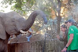 elephant-whispers-elephant-spraying-guests-786x416